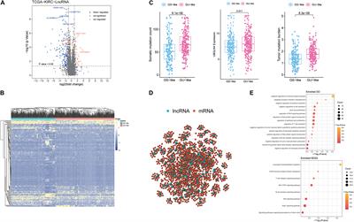 Genomic Instability Promotes the Progression of Clear Cell Renal Cell Carcinoma Through Influencing the Immune Microenvironment